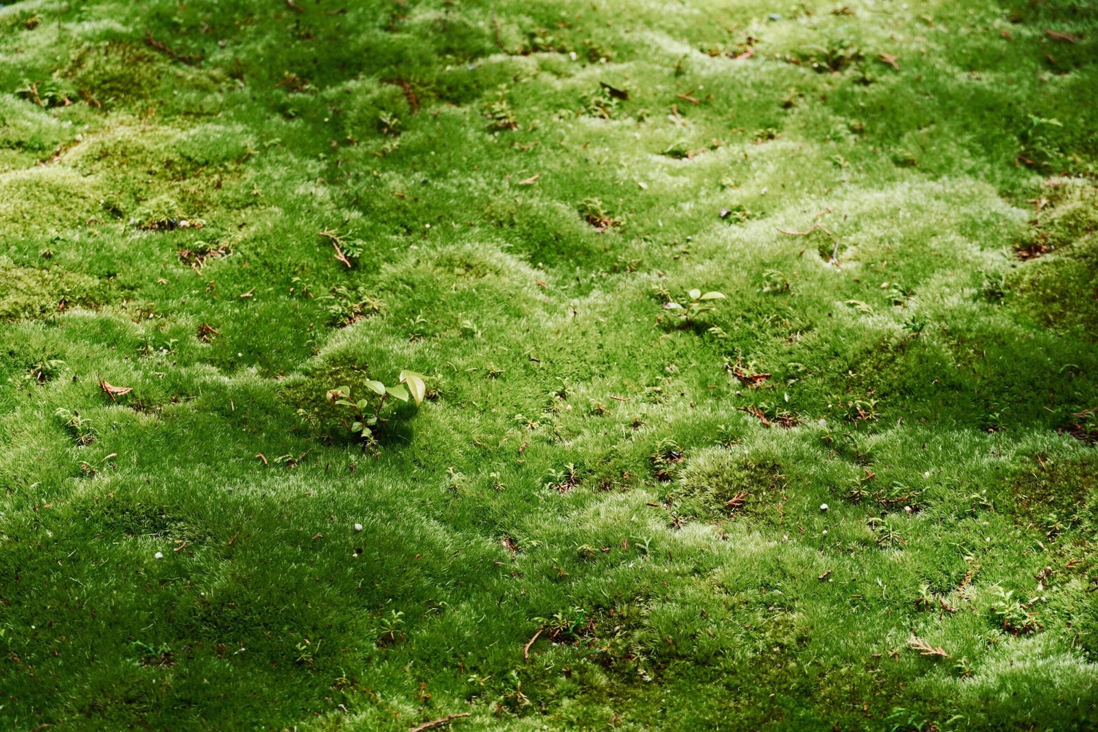 A Comprehensive Guide on How to Clean Your Roof with Moss Treatment